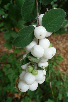 some white berries are hanging from a tree