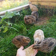 a person feeding some birds in the grass