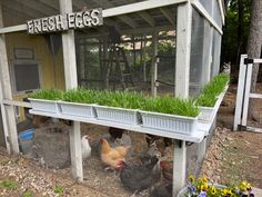 several chickens in a coop with grass growing on the roof and windows above them that says fresh eggs