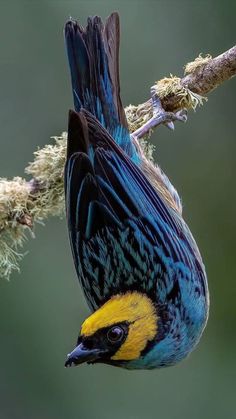 a colorful bird is perched on a branch