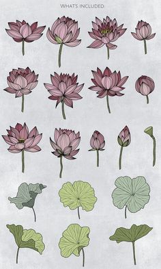 a bunch of pink flowers with green leaves on them and the words, what's included?