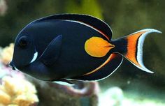 an orange and black fish swimming in the water