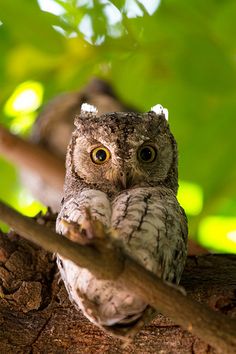 an owl sitting on top of a tree branch