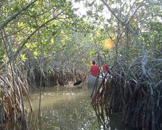 two people in a canoe paddling through the water surrounded by trees and vegetation, on a sunny day