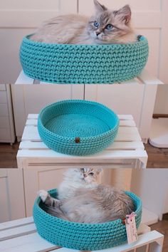 Neva Masquerade cats in handmade crochet cat bed in dark mint color Beds For Cats, Best Beds, Knitted Cat, Cat Beds, Cat Claws, Best Cat, Valerian, Crochet Stuff