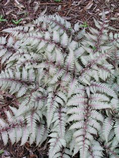 some green and purple plants on the ground