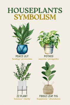 Houseplant symbolismsNature's silent messengersbringing peacegrowthand positivity to your home🌿✨ Peace Lily Care, Indoor Plants Low Light, Household Plants, Plant Care Houseplant, Inside Plants, Growing Plants Indoors, Plant Guide, Best Indoor Plants, Plant Ideas