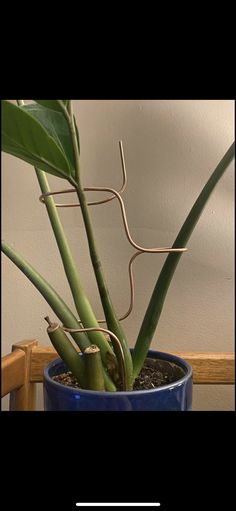 a plant in a blue pot on a table