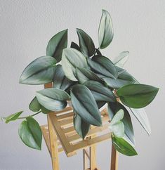 a green plant sitting on top of a wooden stand