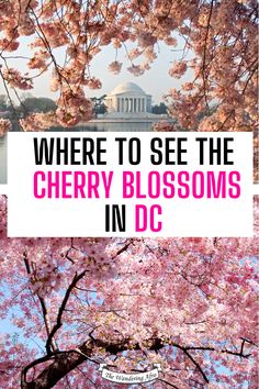 cherry blossom trees with the washington monument in the background and text where to see the cherry blossoms in dc