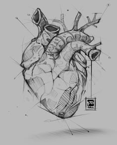 a drawing of a human heart