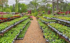 many plants are growing in pots on the ground