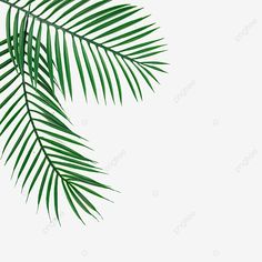 green palm leaves against a white background