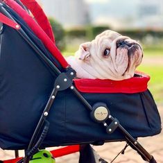 a small pug dog sitting in a stroller with its head resting on the handle bars