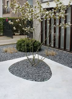 a small tree with white flowers is in the middle of a graveled area next to a building