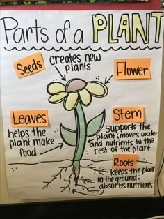 the parts of a plant on a bulletin board with words and pictures attached to it