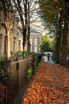 leaves on the ground next to a fence and trees with houses in the background at sunset