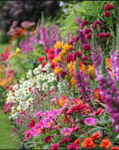 colorful flowers line the side of a garden