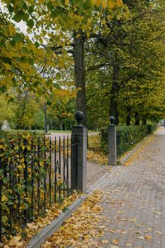 an image of a park setting with leaves on the ground