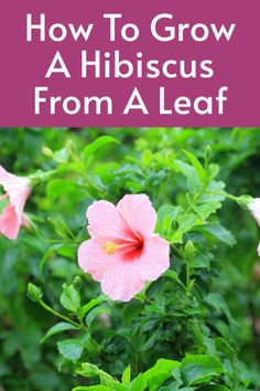 pink flowers with the words how to grow a hibiscus from a leaf