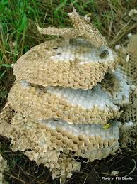 a group of mushrooms sitting on top of grass next to a pile of dead leaves