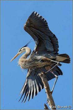 a large bird with its wings spread out sitting on a tree branch in front of a blue sky