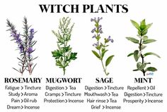 the different types of witch plants are shown in this graphic above it's description