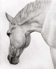 a pencil drawing of a horse's head