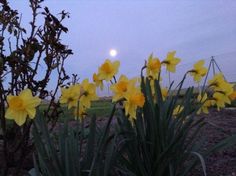 some yellow flowers are in the dirt near a fence and a full moon behind them