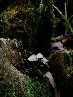 two mushrooms growing out of the mossy rocks in the woods, one is white and the other is green