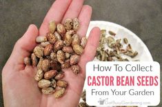 a person holding seeds in their hands with the words how to collect castor bean seeds from your garden