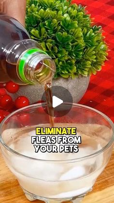 a person pouring water into a bowl with cherries in it and the words eliiminate flea from your pets