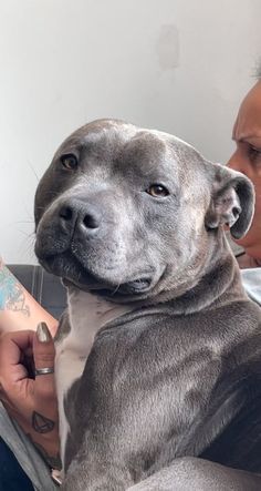 a woman sitting on a couch holding a large gray pitbull dog in her lap