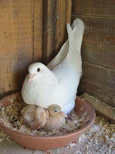 a white bird sitting on top of a brown bowl next to a baby chick in it's nest