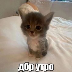 a small kitten sitting on top of a bed