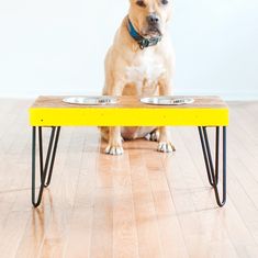 a small dog sitting on top of a yellow bench in the middle of a room