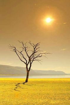 a lone tree standing in the middle of a field with the sun shining down on it