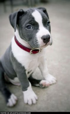 a black and white dog sitting on the ground