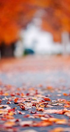 the leaves on the ground are all over the street