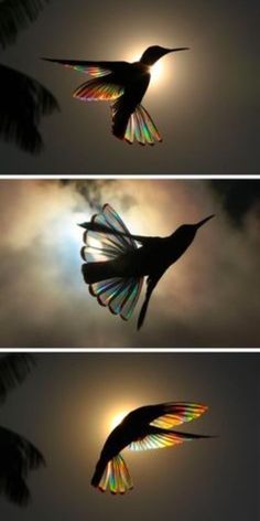 three images of a bird flying in the sky with sun shining through it's wings