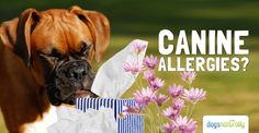 a dog chewing on a tissue paper with the words canine allergies?