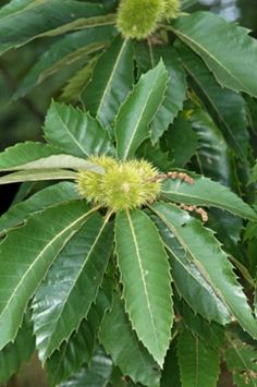 green leaves and buds on the top of a tree