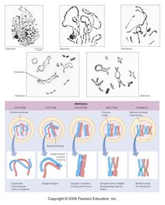 the diagram shows different types of cell lines