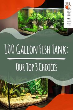 the words, 100 gallon fish tank our top 3 choices