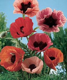 an arrangement of red, pink and orange flowers in a vase on top of grass