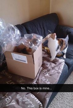 a cat sitting on top of a couch next to a cardboard box with the caption no, this box is mine