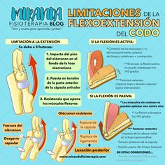 a diagram showing the different types of flexors and tendi - extensions for foot pain