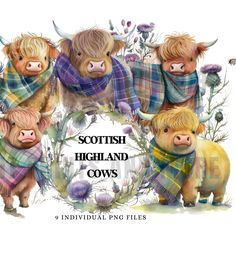 scottish highland cows wearing scarves and scarfs with thistle flowers in the background text reads, scottish highland cows individual png files