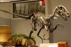 a dinosaur skeleton on display in a museum