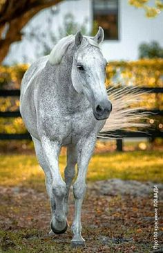 a white horse is running in the grass